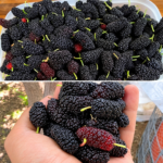 Black Mulberries Nutrition Health Benefits and Easy Ways to Enjoy Them