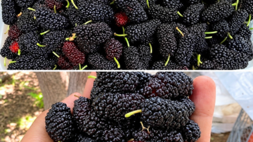 Black Mulberries Nutrition Health Benefits and Easy Ways to Enjoy Them