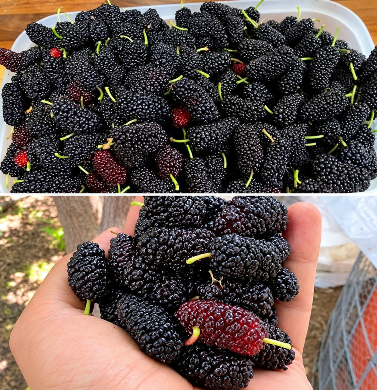 Black Mulberries: Nutrition, Health Benefits, and Easy Ways to Enjoy Them 1 Black Mulberries Nutrition Health Benefits and Easy Ways to Enjoy Them