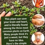 Purslane The Common Wild Plant With Surprising Nutritional Benefits