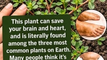 Purslane The Common Wild Plant With Surprising Nutritional Benefits